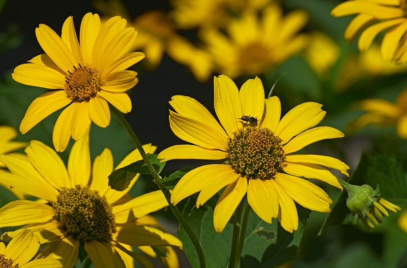Native Ohio Plants That Feed Goldfinches When Seeds Ripen In July