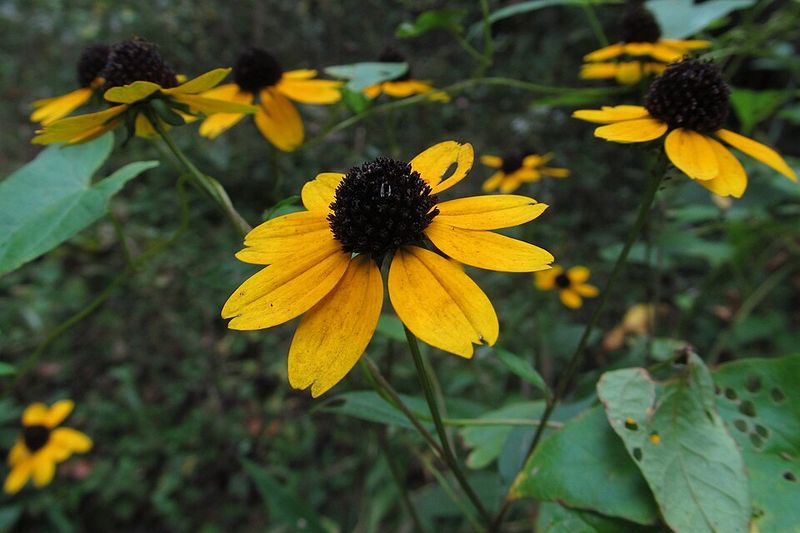 Native Ohio Plants That Feed Goldfinches When Seeds Ripen In July