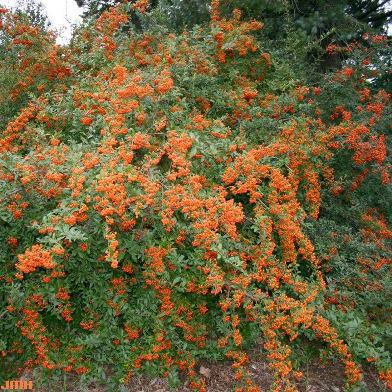 These Oregon Privacy Plants Can Cause Problems If Planted Too Close To A Fence