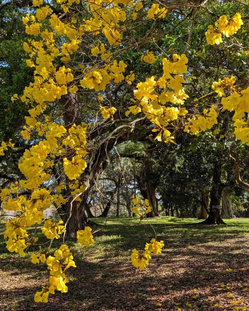 Florida Flowering Trees That Outperform Hibiscus As A Garden Focal Point
