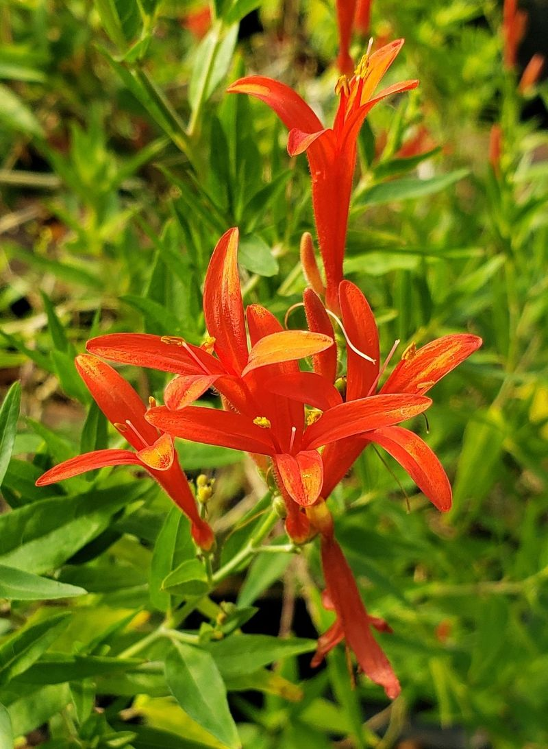More Native Shrubs In Your Texas Garden Less Deer Damage – Here Is What To Plant