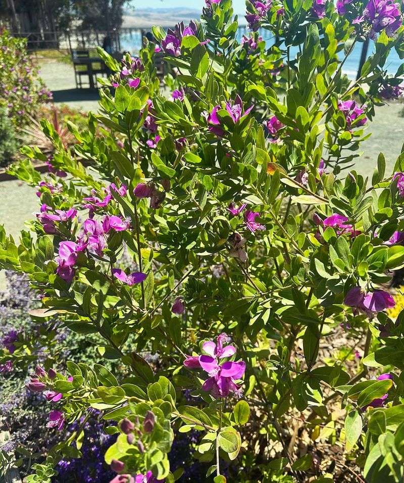 Shrubs That Give California Front Yards Privacy Without Looking Overgrown