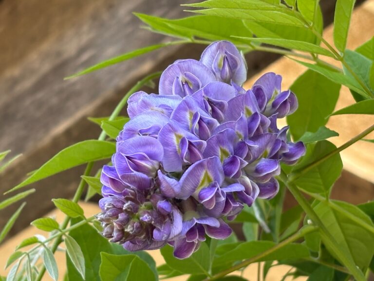 These Climbing Plants Will Turn Any Tough Oregon Wall Into A Showstopper