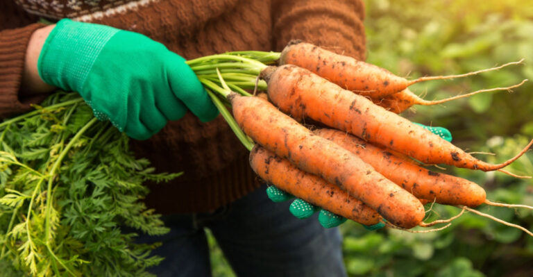 10 Essential Tips For Growing Carrots From Seed For Your Sweetest Oregon Harvest Yet