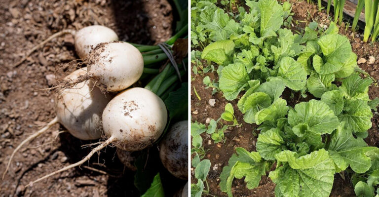 10 Fall Vegetables To Start Seeding In July For A Strong Autumn Harvest In North Carolina