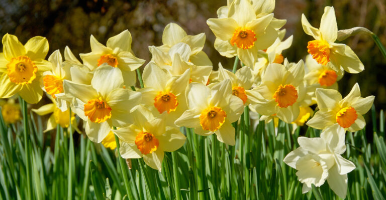 10 Lesser-Known Facts About Growing Narcissus In South Carolina