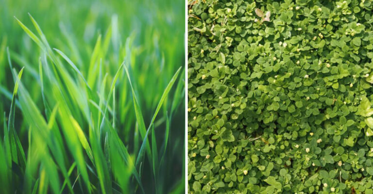 10 Lesser-Known Facts About Organic Lawns In Vermont