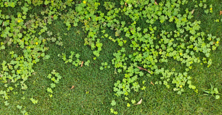 10 Organic Lawn Facts Every Wisconsin Homeowner Needs To Hear