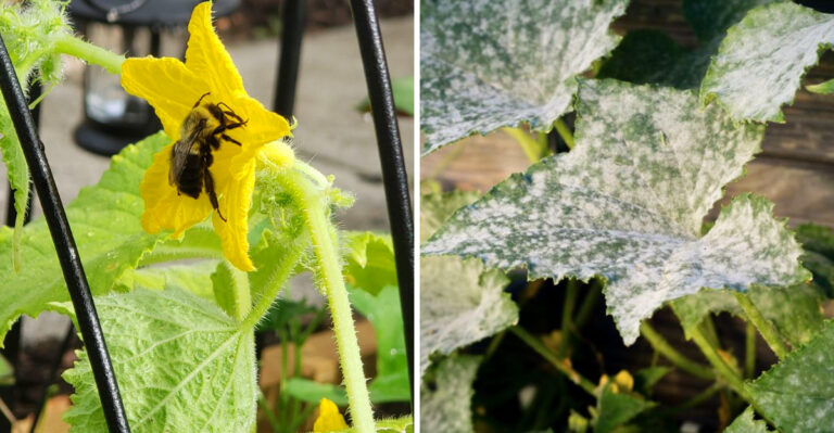 10 Reasons Oregon Cucumber Vines Suddenly Stop Producing