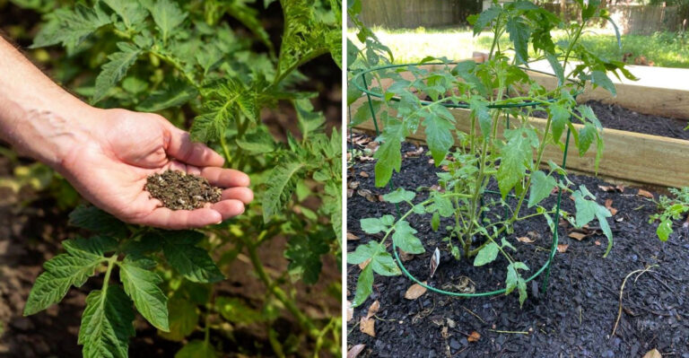 10 Single-Ingredient Fertilizers That Work Wonders On Tomatoes In North Carolina