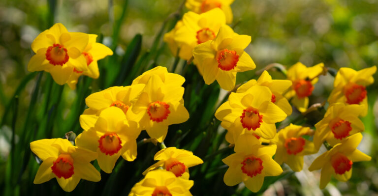 10 Surprising Facts About Growing Narcissus In Washington