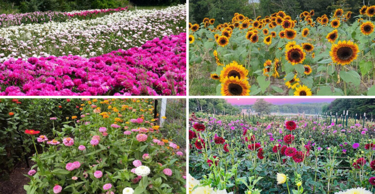 11 Flower Farms Across Virginia Worth Visiting For Their Stunning Seasonal Blooms
