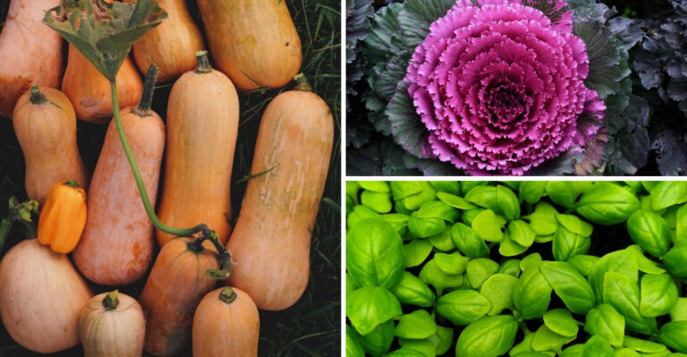 11 Garden Plants Getting Major Upgrades In Virginia