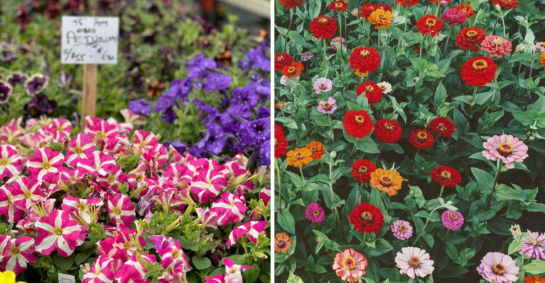 11 Popular Plants Tennessee Gardeners Can Now Find In Better Varieties