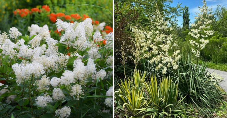 12 Beautiful Xeriscape Plants That Thrive With Less Water In North Carolina