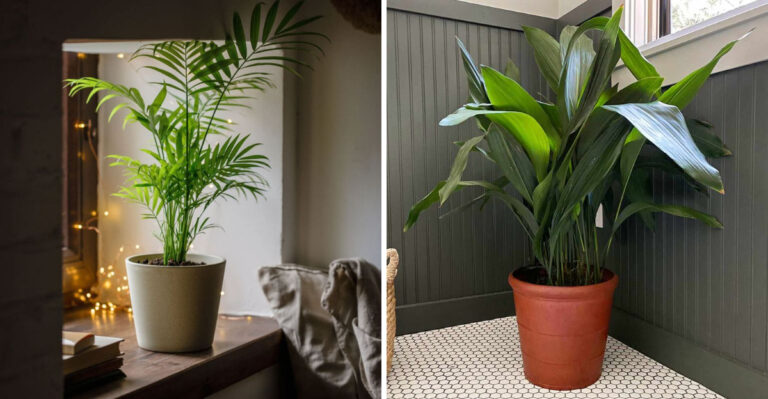 12 Easy Houseplants That Don’t Need Much Sunlight In Michigan Homes