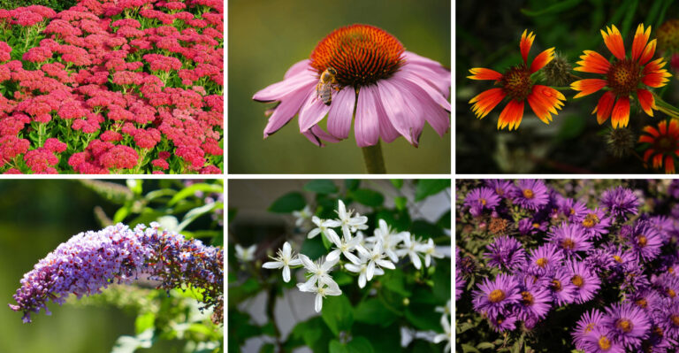 12 Perennials Illinois Gardeners Can Still Plant For Late-Summer Color