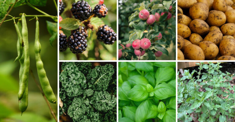 15 Fruits, Vegetables, And Herbs For A Kentucky Survival Garden