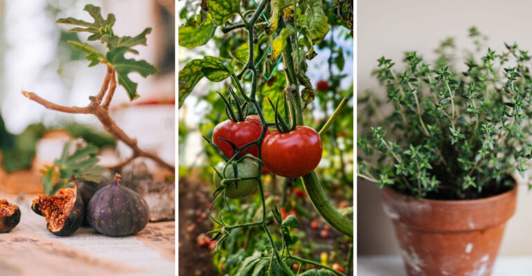 15 Fruits, Vegetables, And Herbs For A Self-Sufficient Tennessee Garden