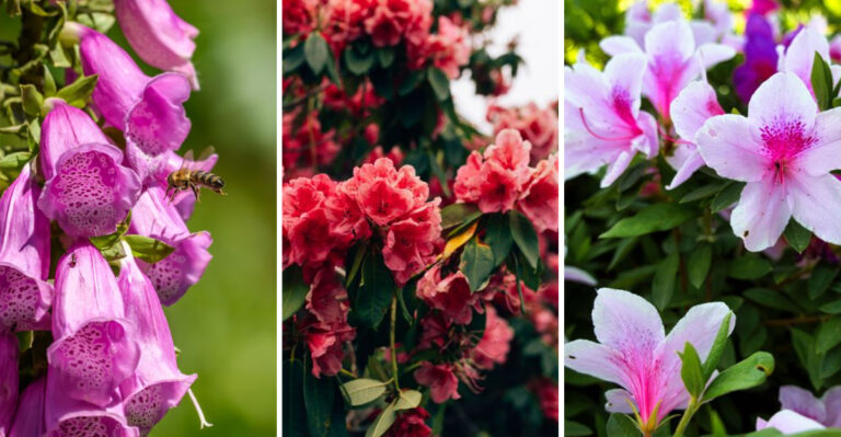 15 Poisonous Plants New Jersey Homeowners Might Not Know They Have