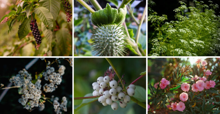 15 Poisonous Plants That Could Be Growing In Your Virginia Yard Right Now