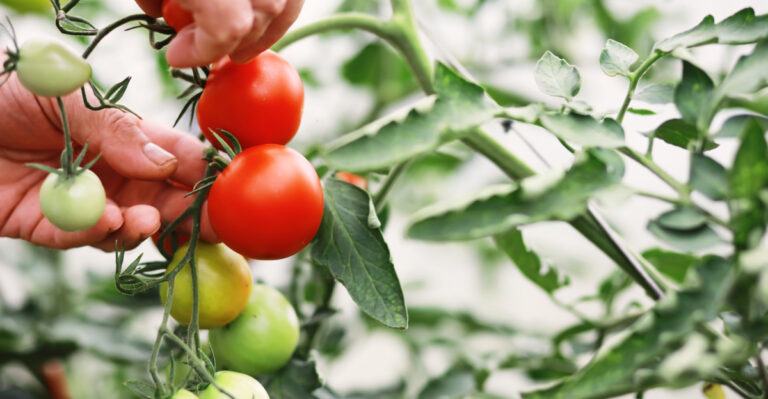 25 Ways To Speed Up Your Tomato Harvest This Season