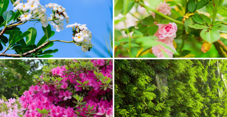 4 Florida Plants You Can Safely Prune This July To Deter Spider Mites (And 4 To Leave Alone)