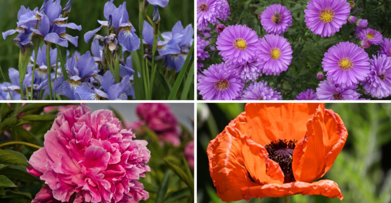 4 Illinois Perennials To Divide In July, And 4 To Leave Alone