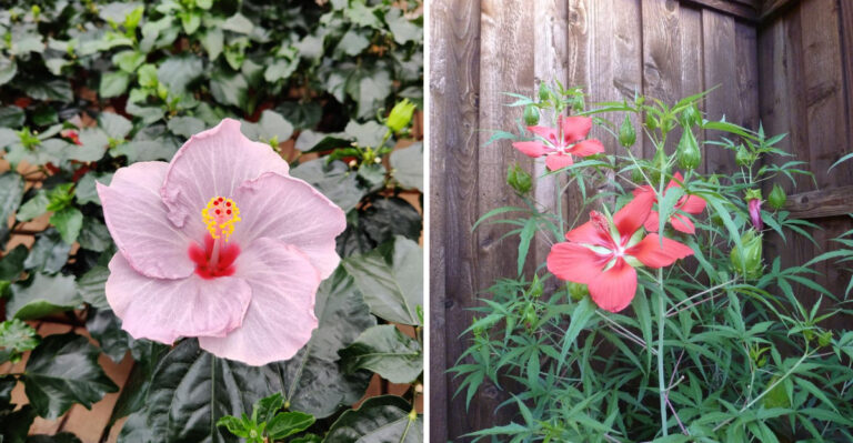 4 Reasons Your Texas Hibiscus Quit Blooming In July (And What Actually Brings It Back)