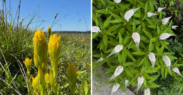 4 Shrubs Oregon Gardeners Are Pulling Out (And 4 They Are Choosing To Plant In Their Place)