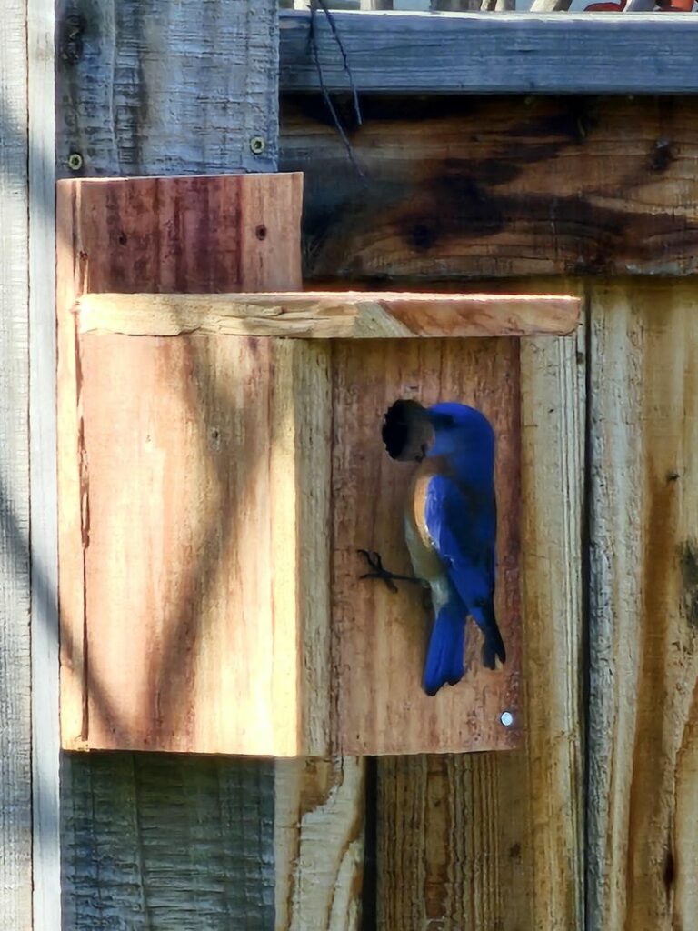 Western Bluebirds Are Returning To California Yards That Have This One Thing