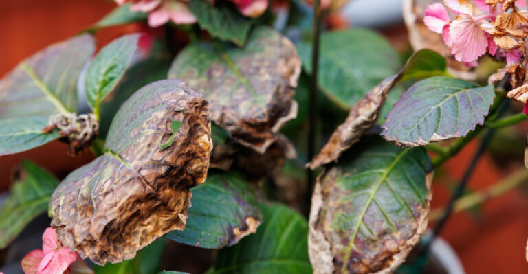 5 Watering Mistakes That Turn Hydrangea Leaves Crispy (And How To Fix Them)