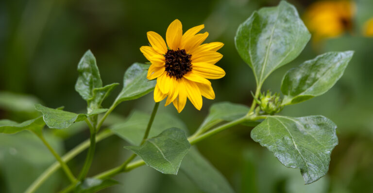 beach sunflower