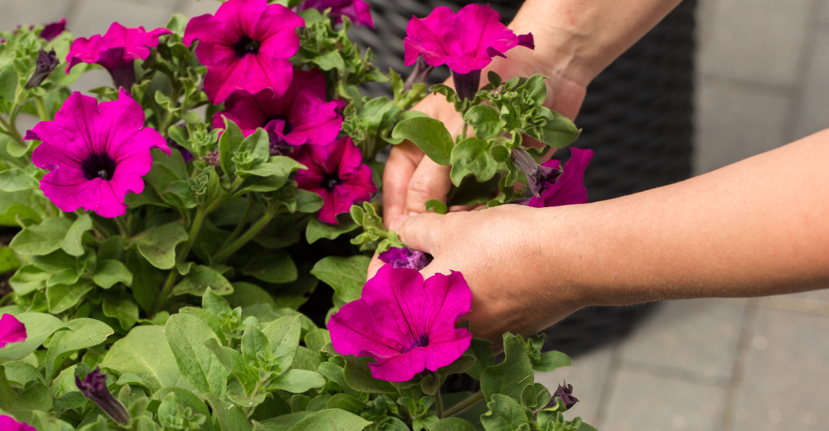 pinching petunia
