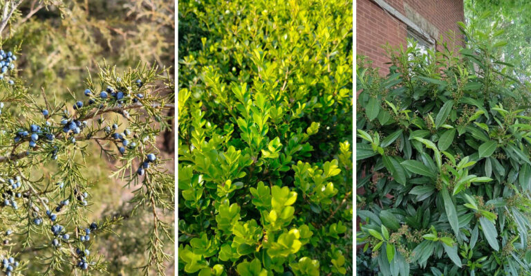 7 Deer-Resistant Privacy Plants Pennsylvania Gardeners Use Instead Of Arborvitae
