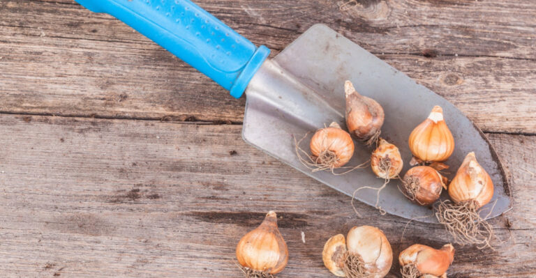 7 Fall Gardening Questions Every Nebraska Gardener Wants Answered