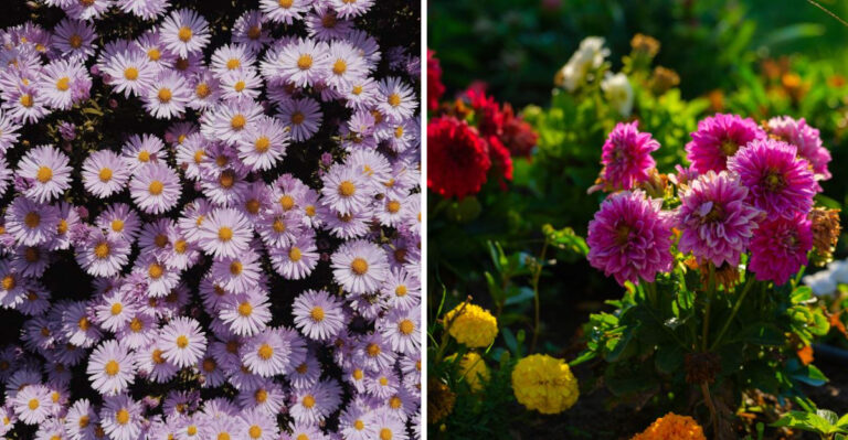 7 Flowers That Are Quietly Competing With Your Tomatoes