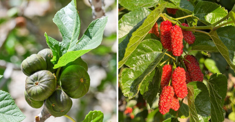 7 Fruit Trees Every Tennessee Gardener Should Grow Instead Of Apples