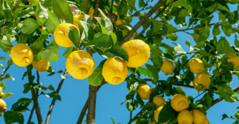 7 July Jobs Louisiana Lemon Trees Need For A Juicier Harvest