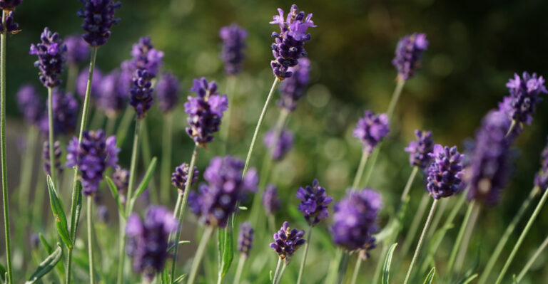 7 Lavender Care Tasks For Massachusetts Gardens This July