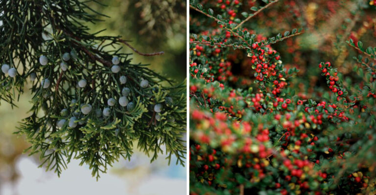 7 Maine Coastal Native Plants That Shrug Off Salt Air With Ease