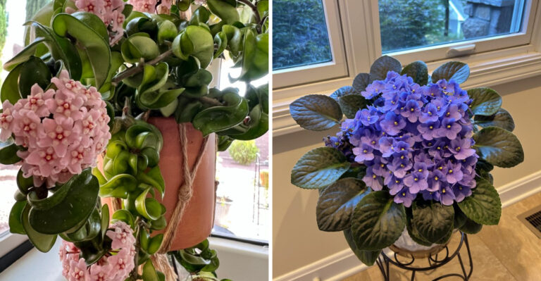 7 Michigan Houseplants That Actually Grow Better When Root Bound
