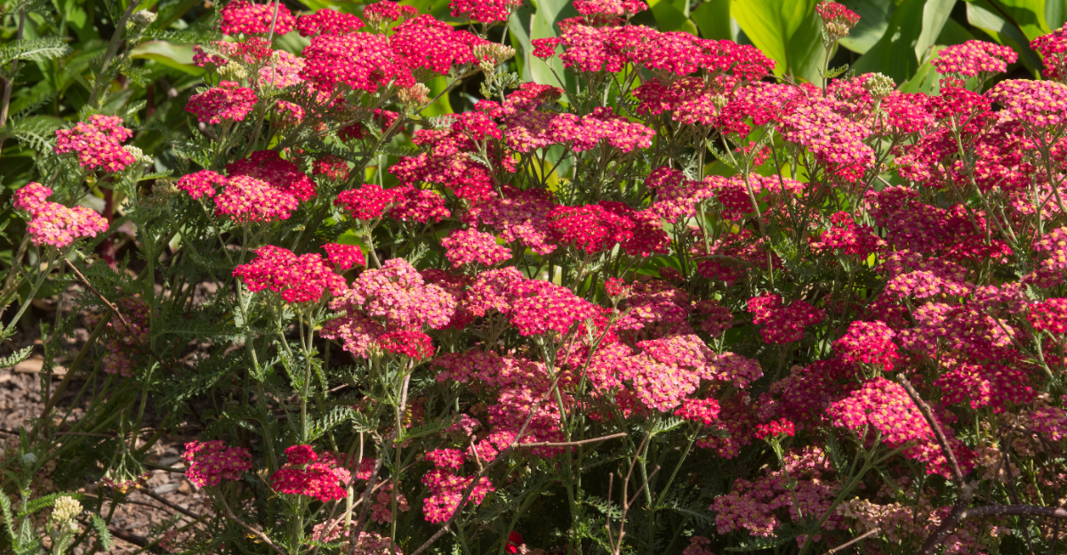 yarrow