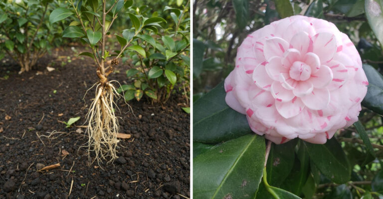 7 Mistakes North Carolina Gardeners Make With Camellias Under Shallow Rooted Trees