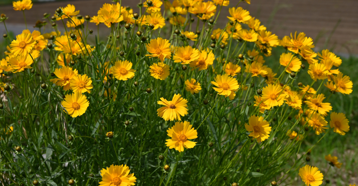 lanceleaf coreopsis