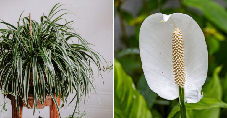 7 New York Houseplants That Thrive On Ice Cube Watering