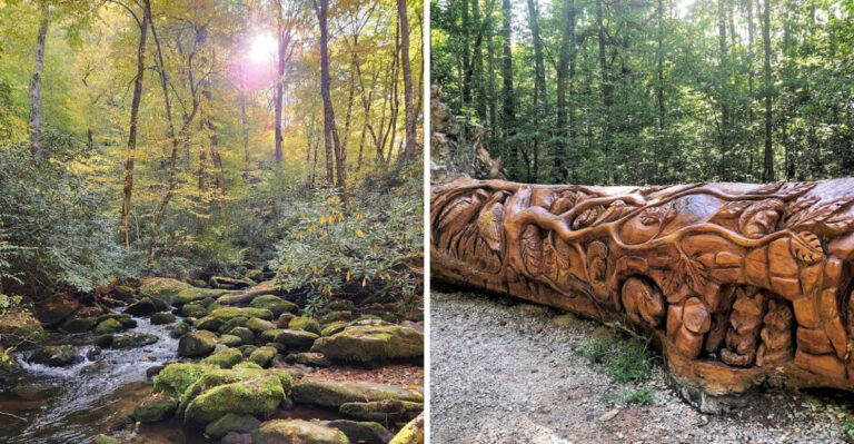 7 North Carolina Famous Trees Road Trip Every Garden Lover Should Take Once