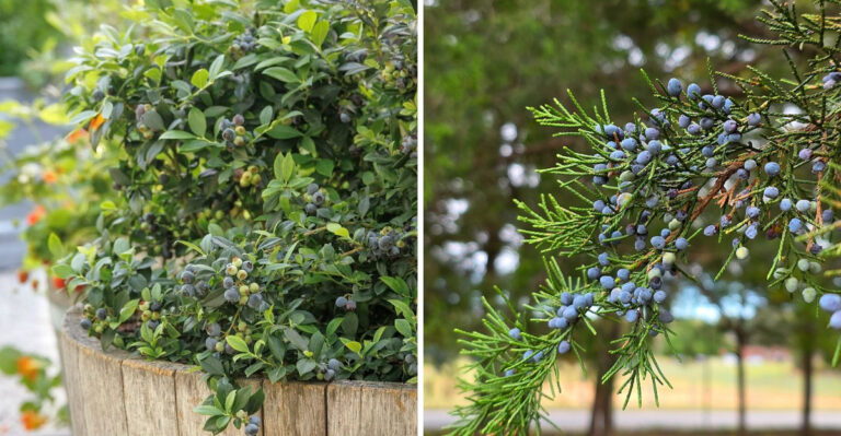 7 North Carolina Shrubs Worth Fertilizing In July And 3 That Should Never Be Fed Mid-Summer