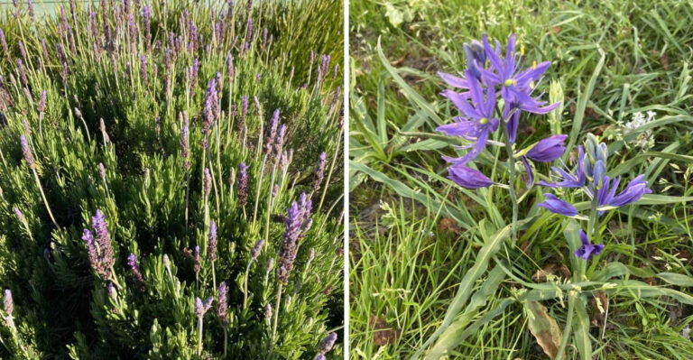 7 Oregon Dry Soil Adaptations That Help Plants Survive Tough Conditions