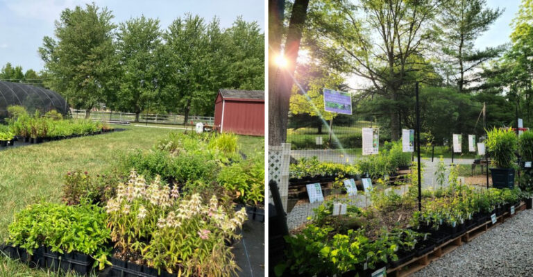 7 Pennsylvania Native Plant Nurseries Worth Turning Into A Summer Road Trip